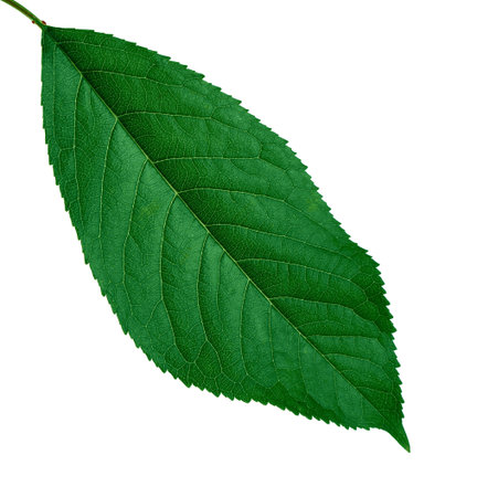 green leaf of sweet cherry, on a white background in isolation, close-up
