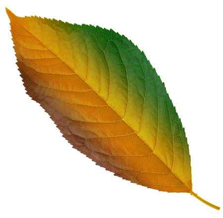 leaf from cherry, green brown and yellow color chameleon, on a white background