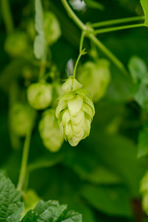 Fresh hop cones against a background of green leaves and vines.の写真素材