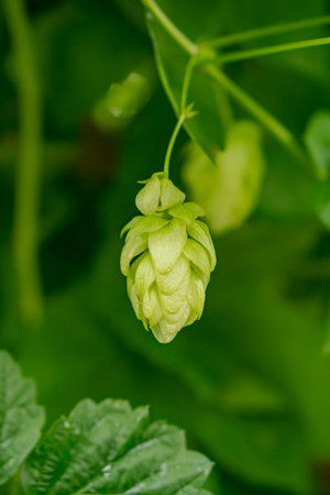 Fresh hop cones against a background of green leaves and vines.