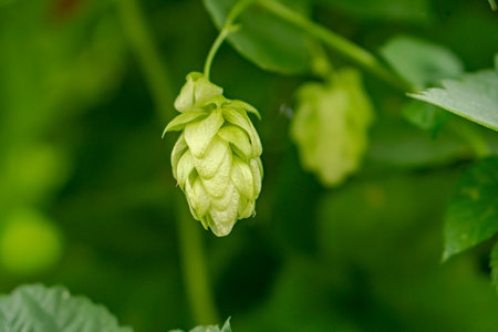 Fresh hop cones against a background of green leaves and vines.の写真素材