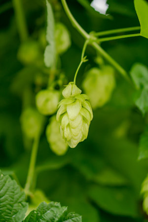 Fresh hop cones against a background of green leaves and vines.の写真素材