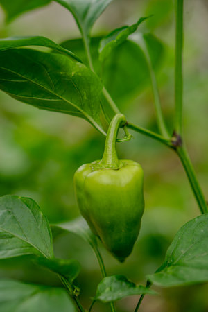 Fresh sweet peppers are ripening in the vegetable garden.の写真素材