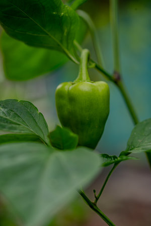 Fresh sweet peppers are ripening in the vegetable garden.の写真素材