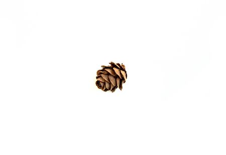 Close view of Pine Cone. Little pine cones isolated on white backgroundの写真素材