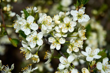 Beautiful spring cherry blossom, flower background, white blossoming tree.の写真素材