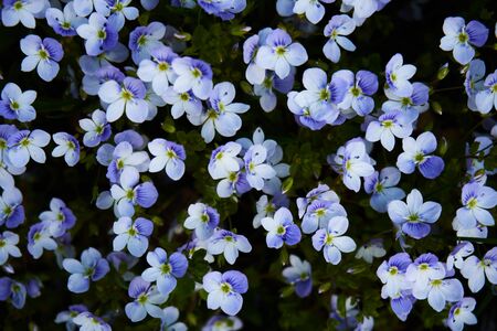 Beautiful small blue spring flowers. Blue flowers. a lot of small blue flowers in a garden.の写真素材