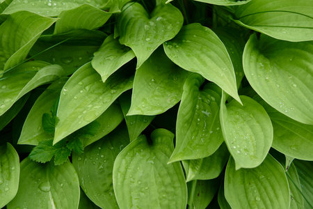 Closeup nature view of green leaf in garden at summer under sunlight. Natural green plants landscape...