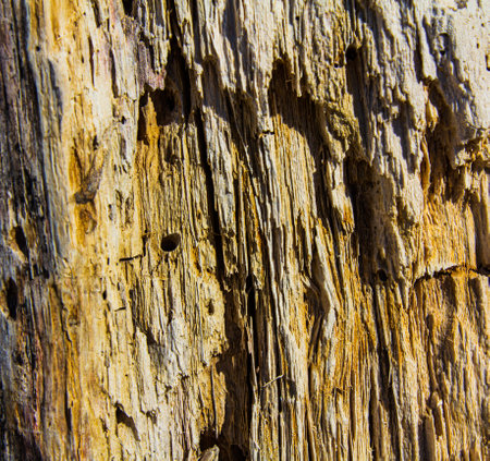 Old wood texture. Old stump Macro woodの写真素材