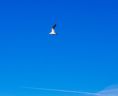 Bird in the sky by the sea, One bird, Seagullの写真素材