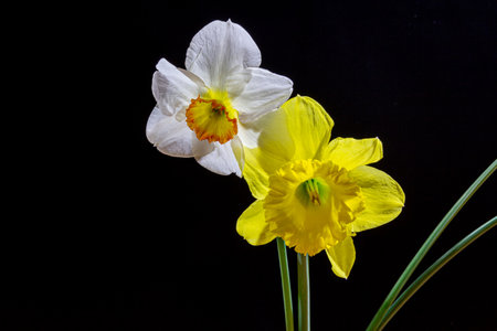 Two daffodils are yellow and white. Two spring flowers on a black background.の写真素材
