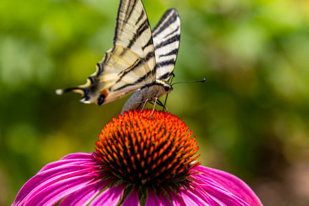 Butterfly on a flower. The pollination of the macro flower is close.の写真素材