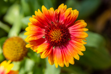 Gerbera. Spring flowers in the gerber garden.の写真素材