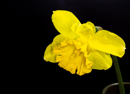 White daffodil on a black background. The springing flower is a close photo.の写真素材