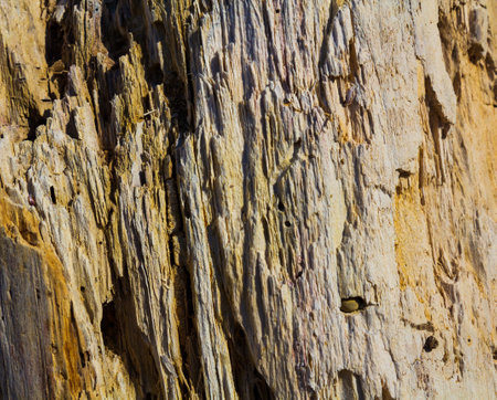 Old wood. A loose stump. The texture of an old tree.の写真素材