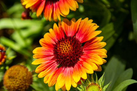 Wild gerberas. Orange. Yellow red flowers. Flowers in natureの写真素材