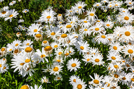 Summer flowers. camomile. White yellow flowers. Blossomの写真素材