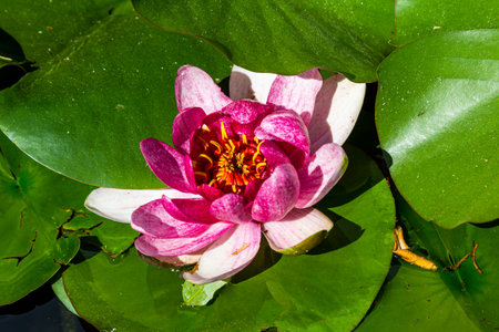 Lotus on the water. A water lily. Lily on the water.の写真素材