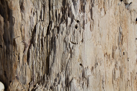 Old wood. Rotten wood. Wood after insects. Old stump.の写真素材