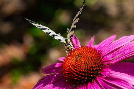 Butterfly on the gerbera. Gerbera flower and butterfly.の写真素材