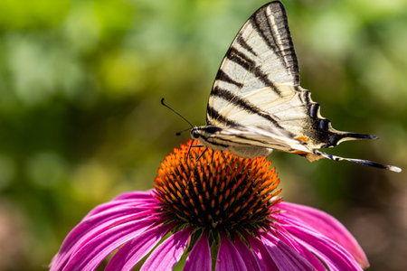 Butterfly on the gerbera. Gerbera flower and butterfly.の写真素材