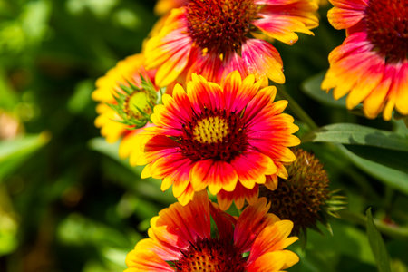 Gerberas are yellow. Yellow garden flowers. A large photo of a flower.の写真素材