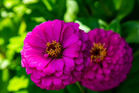 Flowers in the garden. Purple flowers. Gerberas in the garden. Purple gerberas.の写真素材