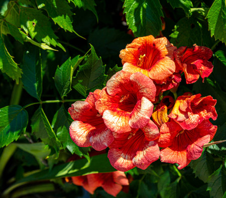 Flowers on a tree. A blossoming tree. Orange flowers on a tree.の写真素材