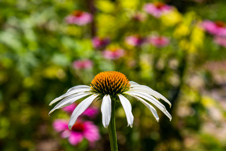 Big daisy. Garden daisy. White yellow flower.の写真素材