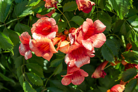 Flowers on a tree. A blossoming tree. Orange flowers on a tree.の写真素材