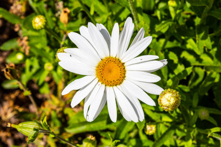 Big daisy. Garden daisy. White yellow flower.の写真素材