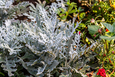 Plant Stachys . Close-up of plants. White plants.の写真素材