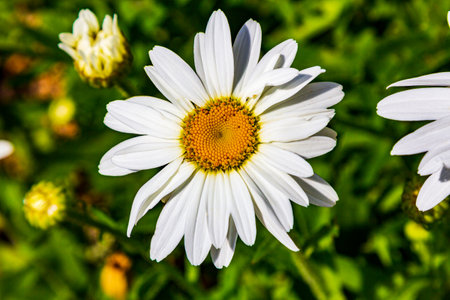 Big daisy. Garden daisy. White yellow flower.の写真素材