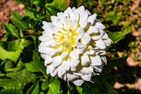 White flower in the garden. A rose in the garden. The wild rose is white.の写真素材