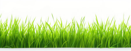 green grass white backgroundの素材