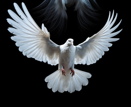 white dove flying on background blackの素材