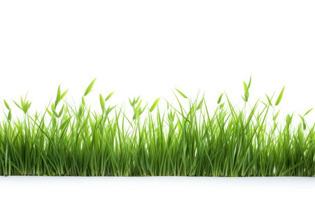green grass on white backgroundの素材