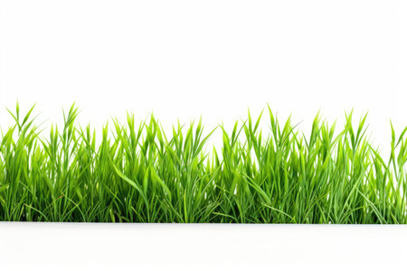 green grass on white backgroundの素材