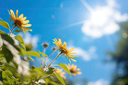 sunlight with a big bright sunの素材