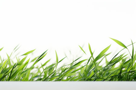 grass on a white backgroundの素材