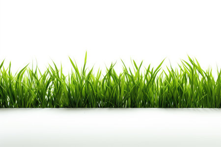 grass on a white backgroundの素材