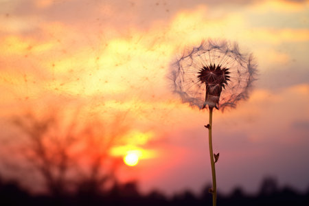 dandelion buds with a sunsetの素材