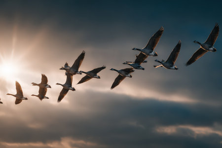 Group of geese soaring in V-formation against a stunning sky, illuminated by sunlight filtering through clouds, capturing the essence of wildlife in motionの素材