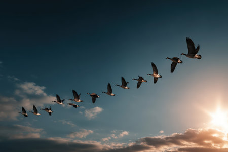 Birds soar in a V formation against a stunning sky, capturing the essence of migration and the harmony of nature during the golden hourの素材