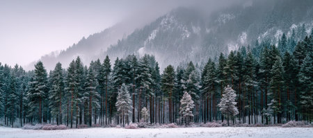 Evergreen trees blanketed in snow create a serene winter landscape, with misty mountains rising in the background, evoking tranquility and natural beautyの素材