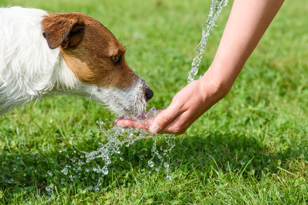 Dog drinking water from woman hand at hot summer dayの写真素材