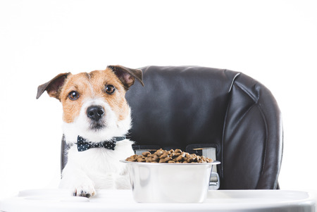 Dog with bow tie eating food from bowlの写真素材