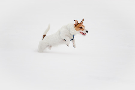 White dog jumping from snowの写真素材