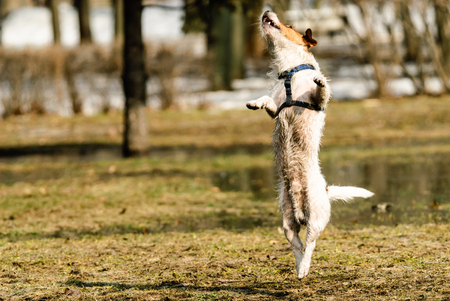 Dog with dirty belly jumping at spring lawn (copy space)の写真素材