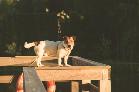 Nimble dog balancing on a wooden beam at pierの写真素材